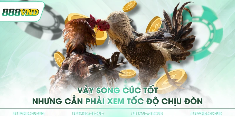 Vảy Song Cúc là gì? Đặc điểm giúp sư kê nhận biết nhanh tại 888VND 3 Vảy Song Cúc tốt nhưng cần phải xem tốc độ chịu đòn