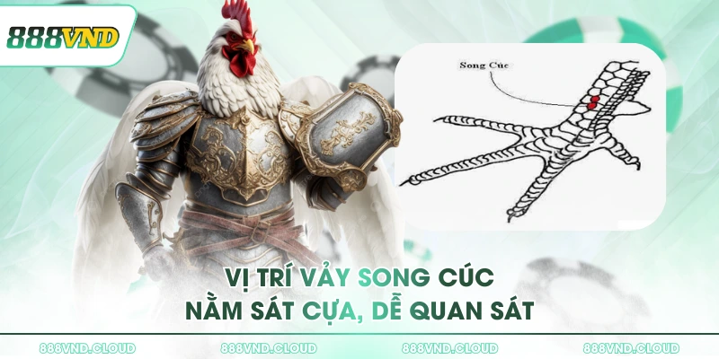 Vảy Song Cúc là gì? Đặc điểm giúp sư kê nhận biết nhanh tại 888VND 1 Vị trí vảy Song Cúc nằm sát cựa, dễ quan sát